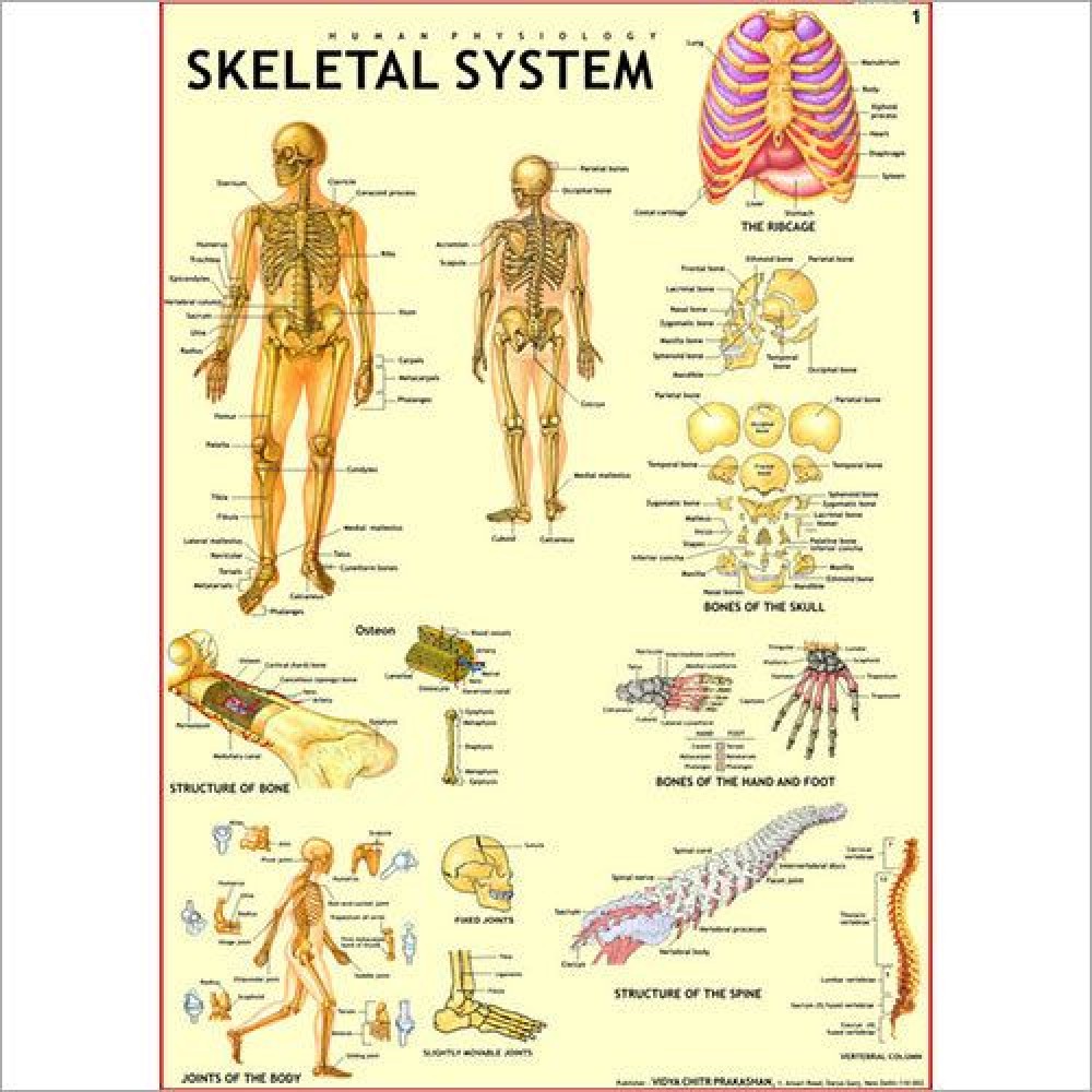 Chart of Human systems:skeletal