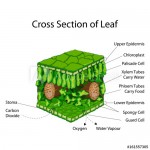Chart of Leaf internal structure