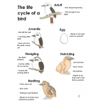 Chart of Life cycle of Birds