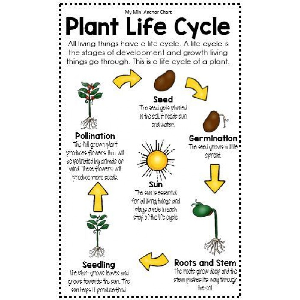 Chart of Life cycle of plants