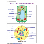 Chart of Plant cell