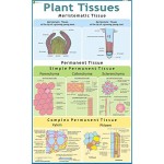 Chart of Plant tissue
