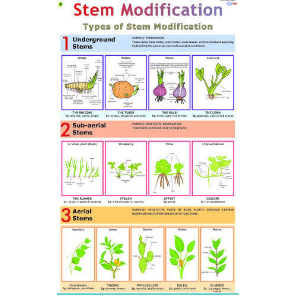 Chart of Stem, root and leaf modification