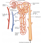 Chart of Structure of nephron