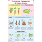Chart of Vegetative propagation