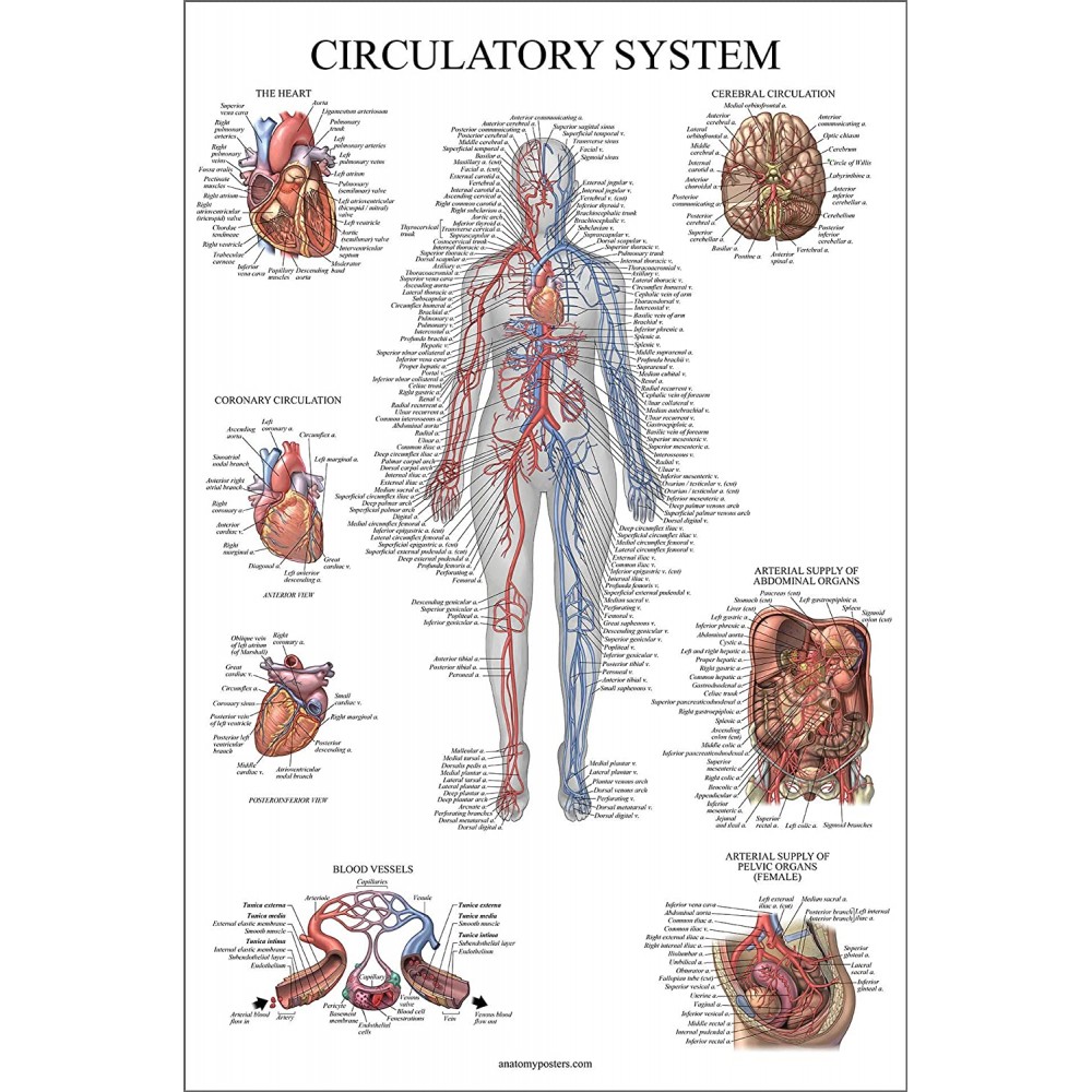 Chart of Human Circulatory system