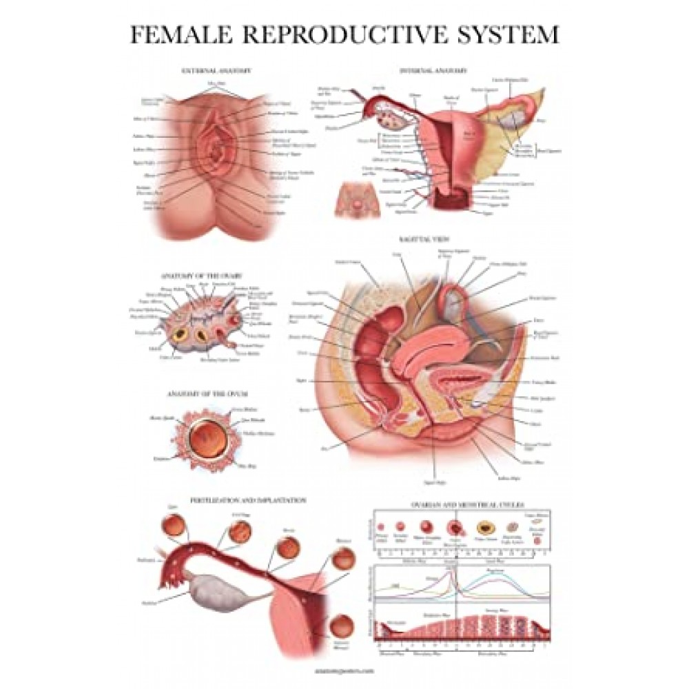 Chart of Human Female Reproductive System
