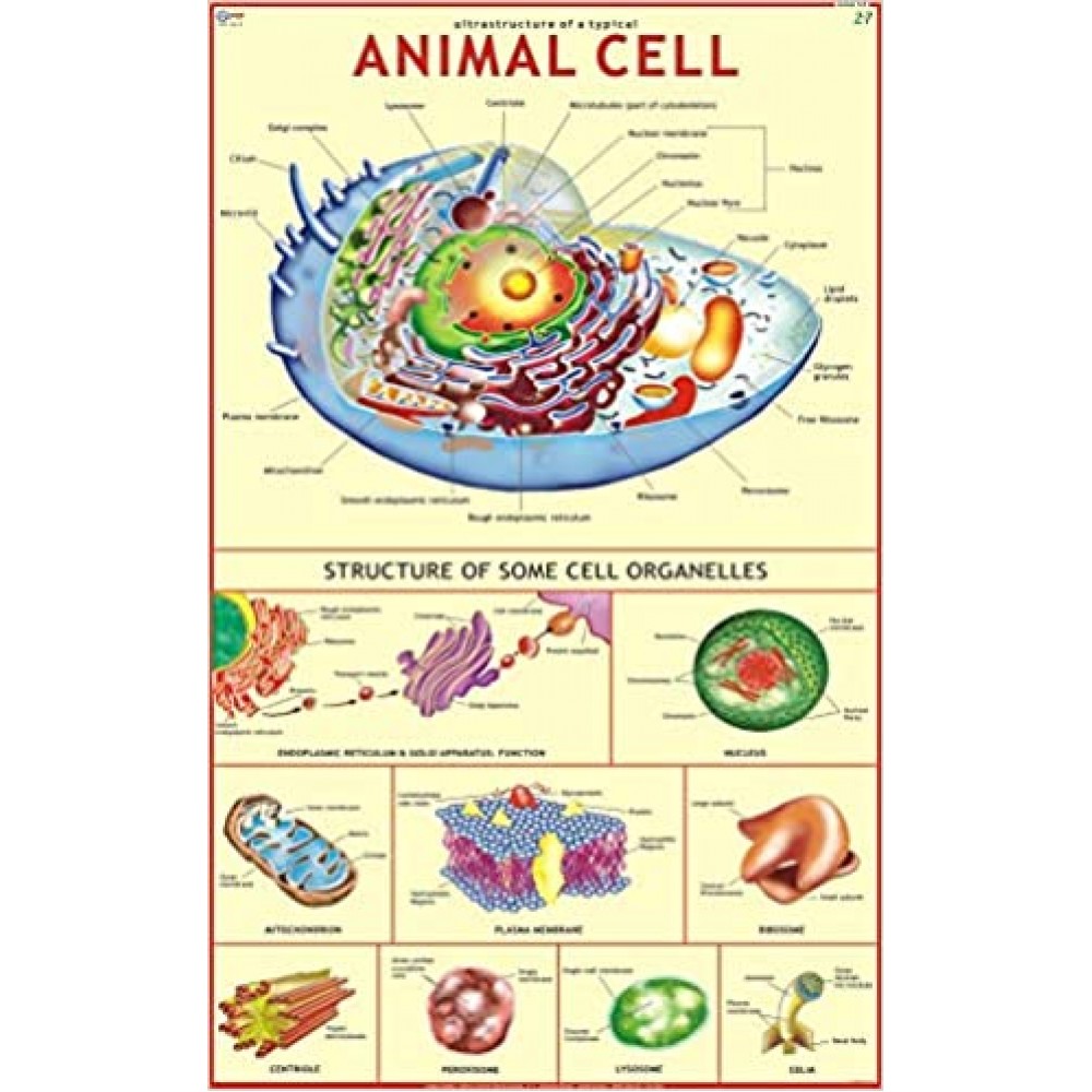 Chart of Animal cell