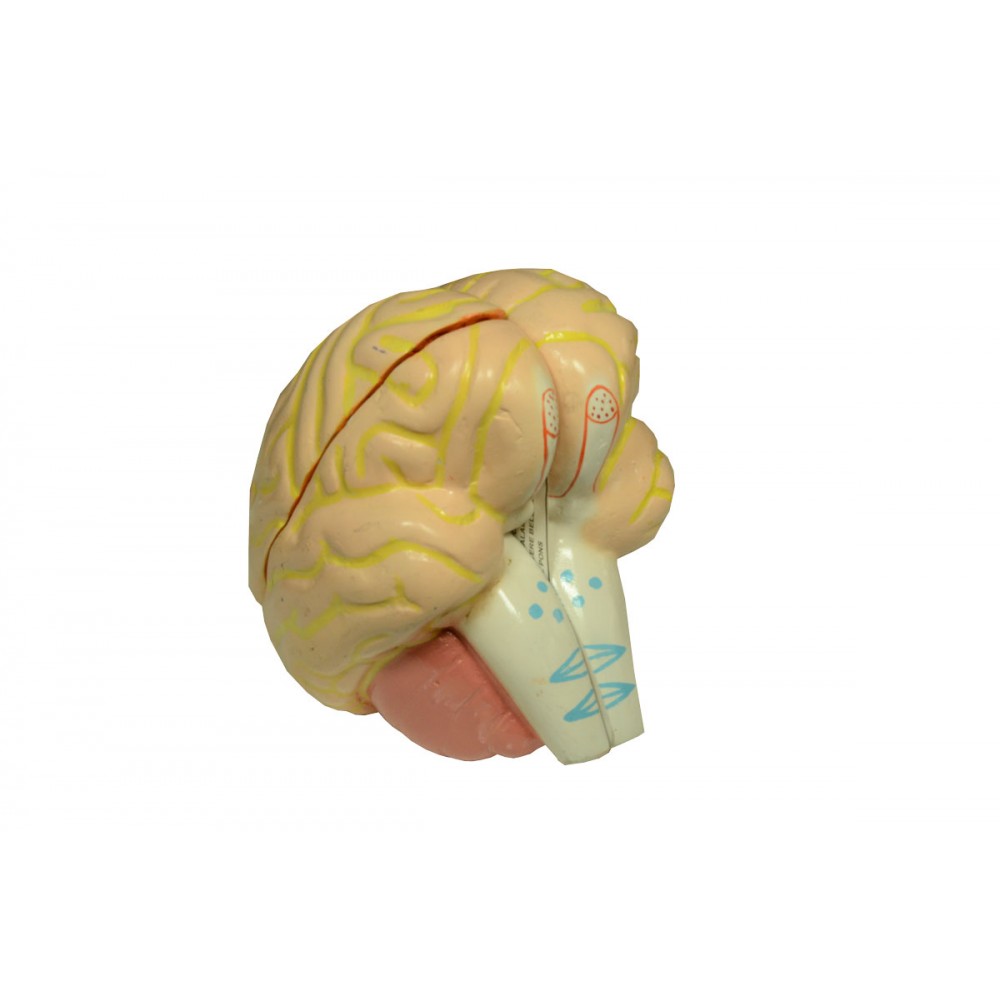 Human brain Model
