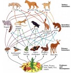 Chart of Food Web