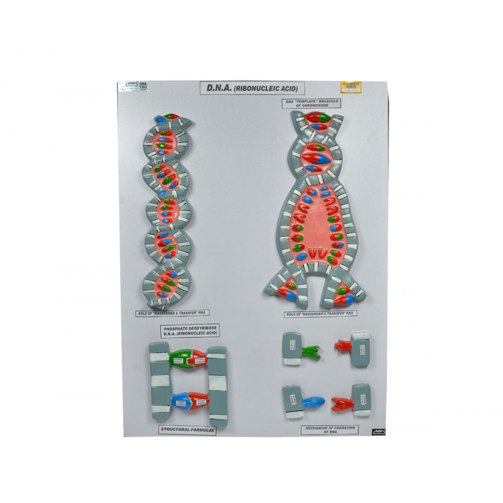 Human DNA Model