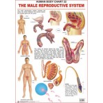 Chart of Human Male Reproductive System